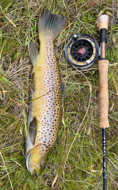 Brown trout on grass next to a fly rod and Hardy reel