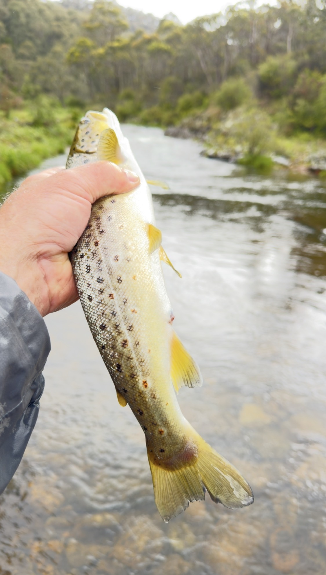 Wild brown trout held over fast water