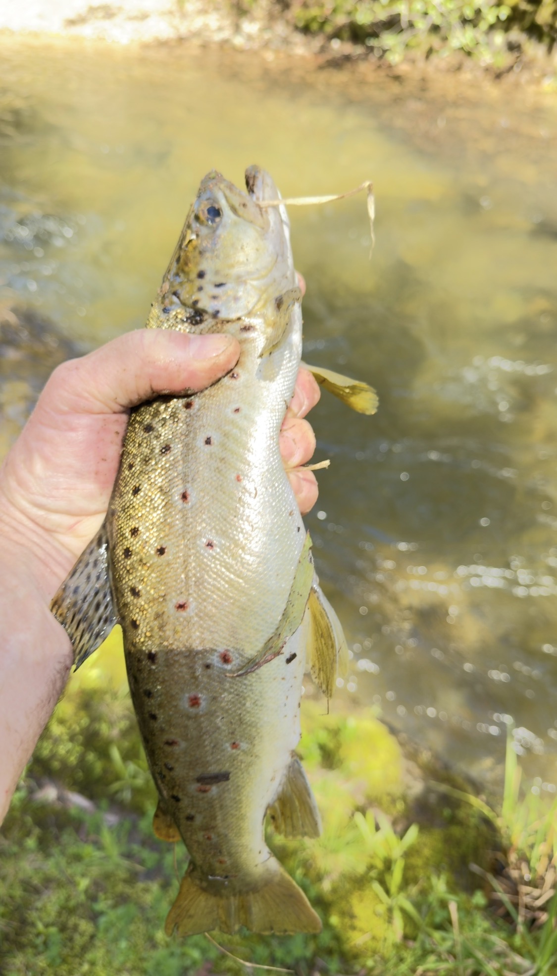 Golden brown trout held beside a sunlit river bank