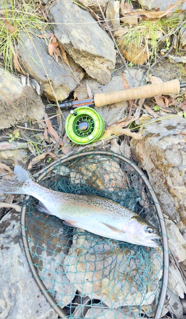 Rainbow trout in a landing net beside a green fly reel on rocks