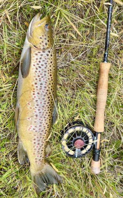 A freshly caught brown trout laid out on grass beside a fly rod and reel