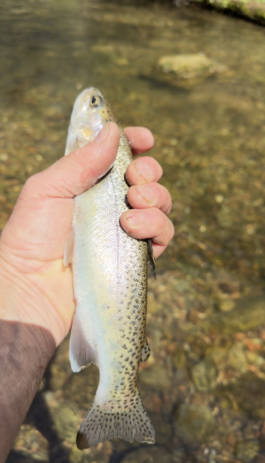 Silver rainbow trout held over clear shallow water