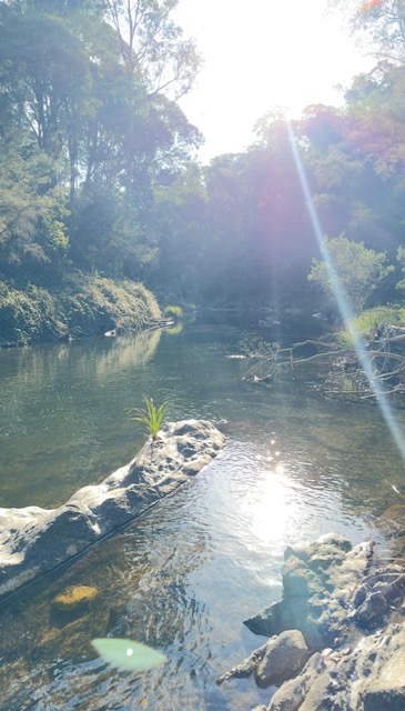 Morning sun burning through the trees over a still river pool