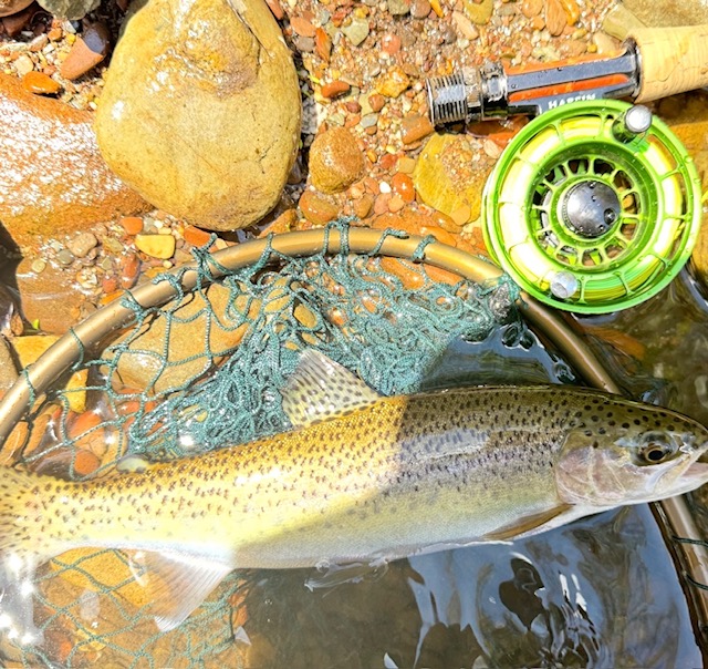 Trout resting in a net next to a green reel on a rocky riverbed