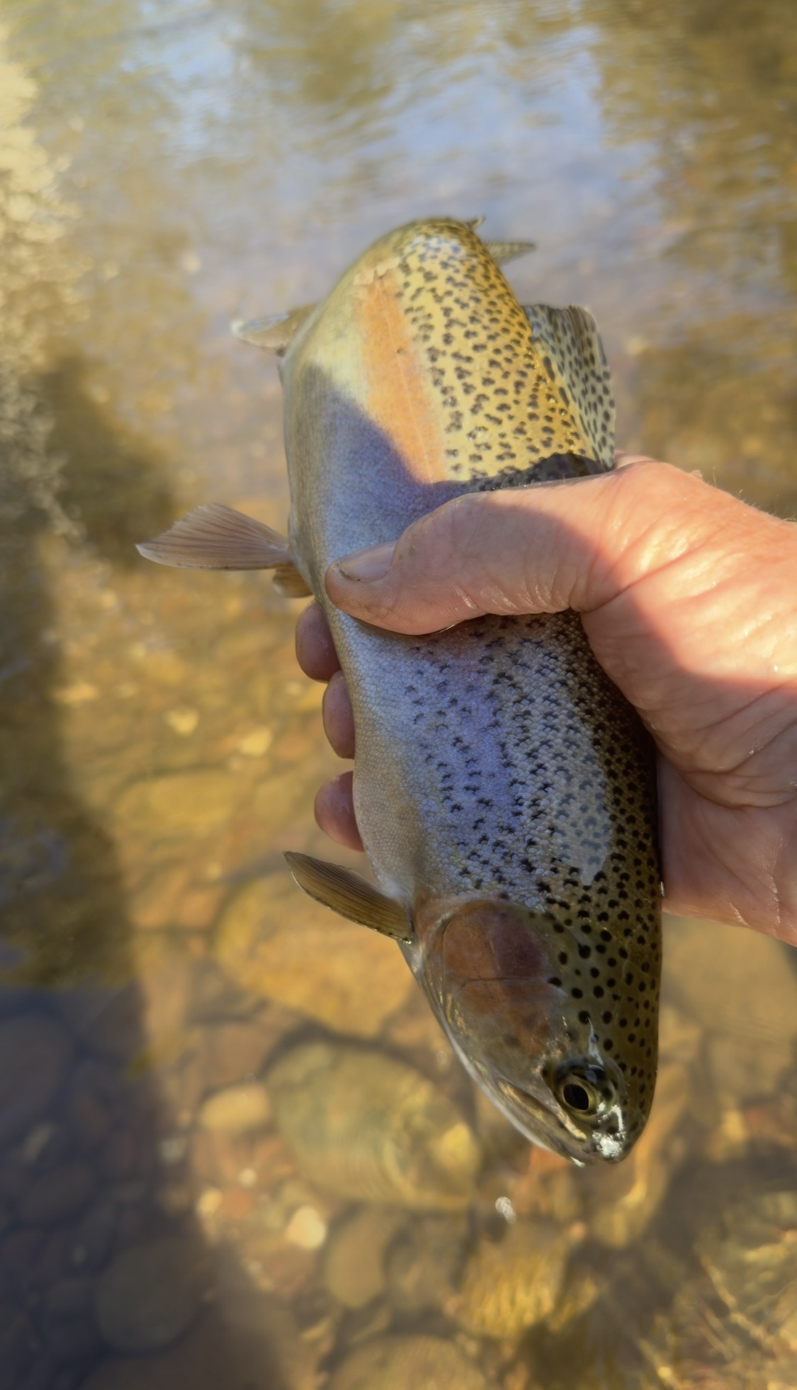 Rainbow trout held above clear river shallows