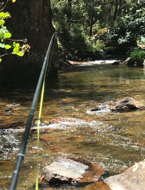 Fly rod above a clear, sunlit pool in the bush