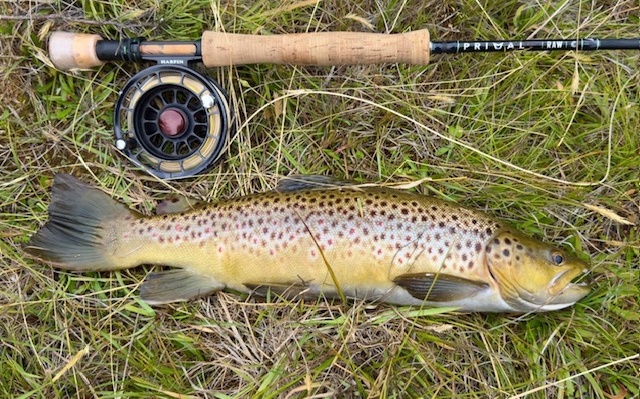 A freshly caught brown trout on river grass beside a fly reel and rod