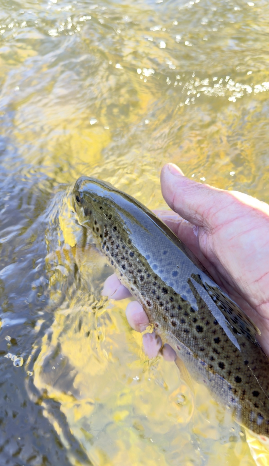 Spotted brown trout being released into golden water