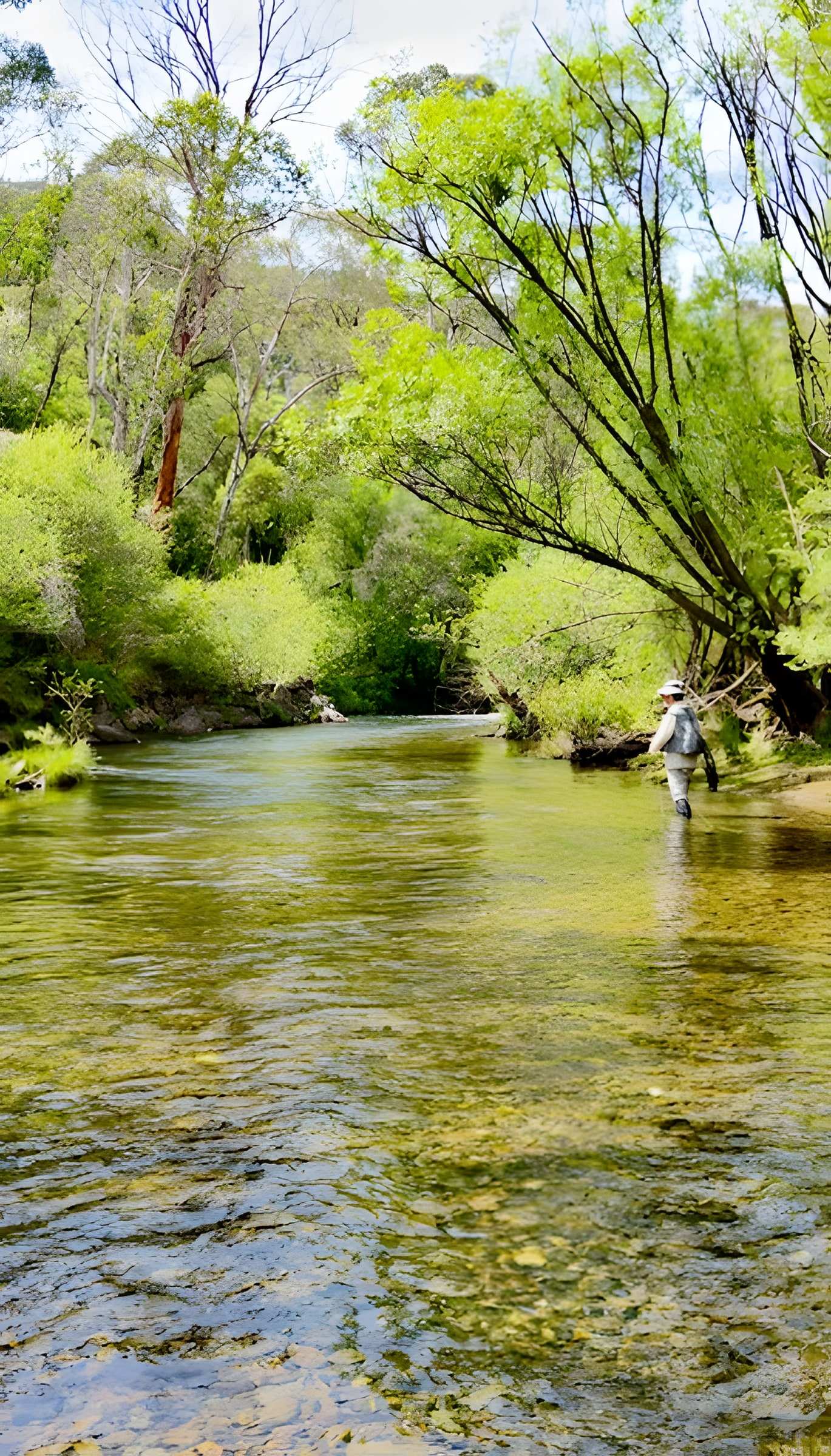 Angler wading a willow lined pool on a bright day