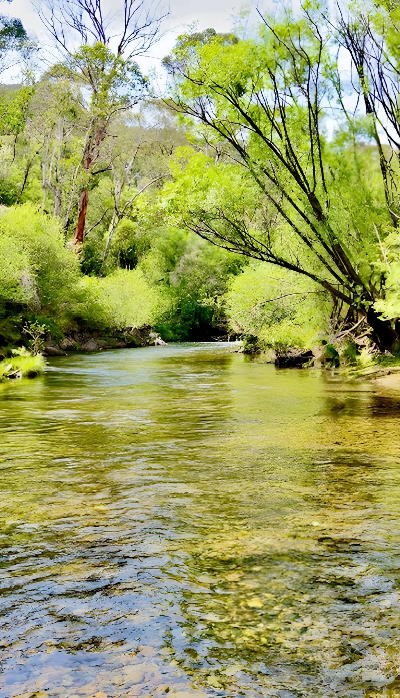 Clear shallow river water flowing under green willows